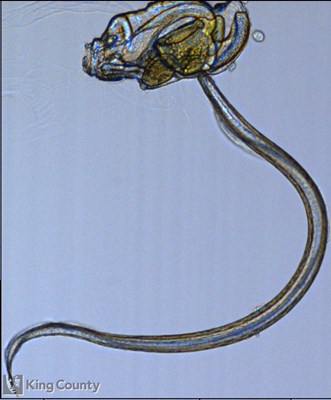 Photo of Oikopleura